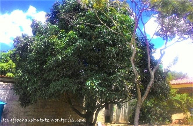 manguier chaud patate.jpg