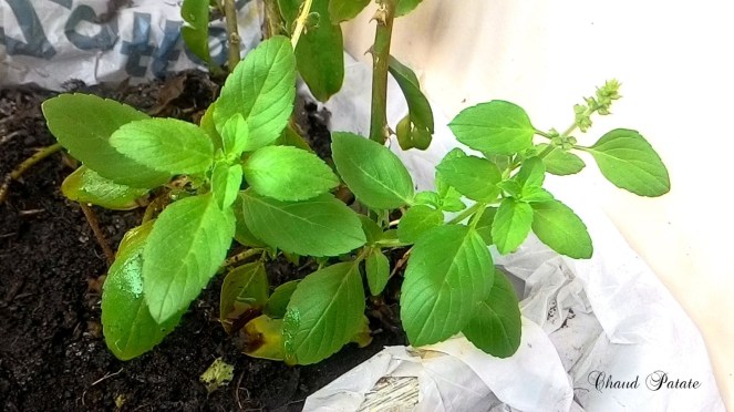 basilic chaud patate 01.jpg