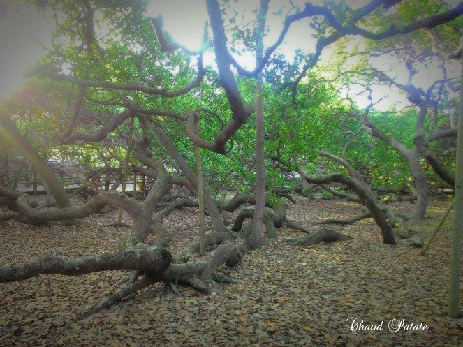 anacardier rio grande do norte brésil (1)