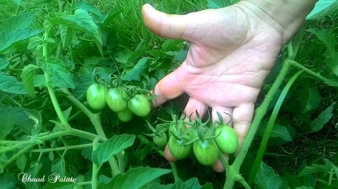 tomates vertes 00 chaud patate